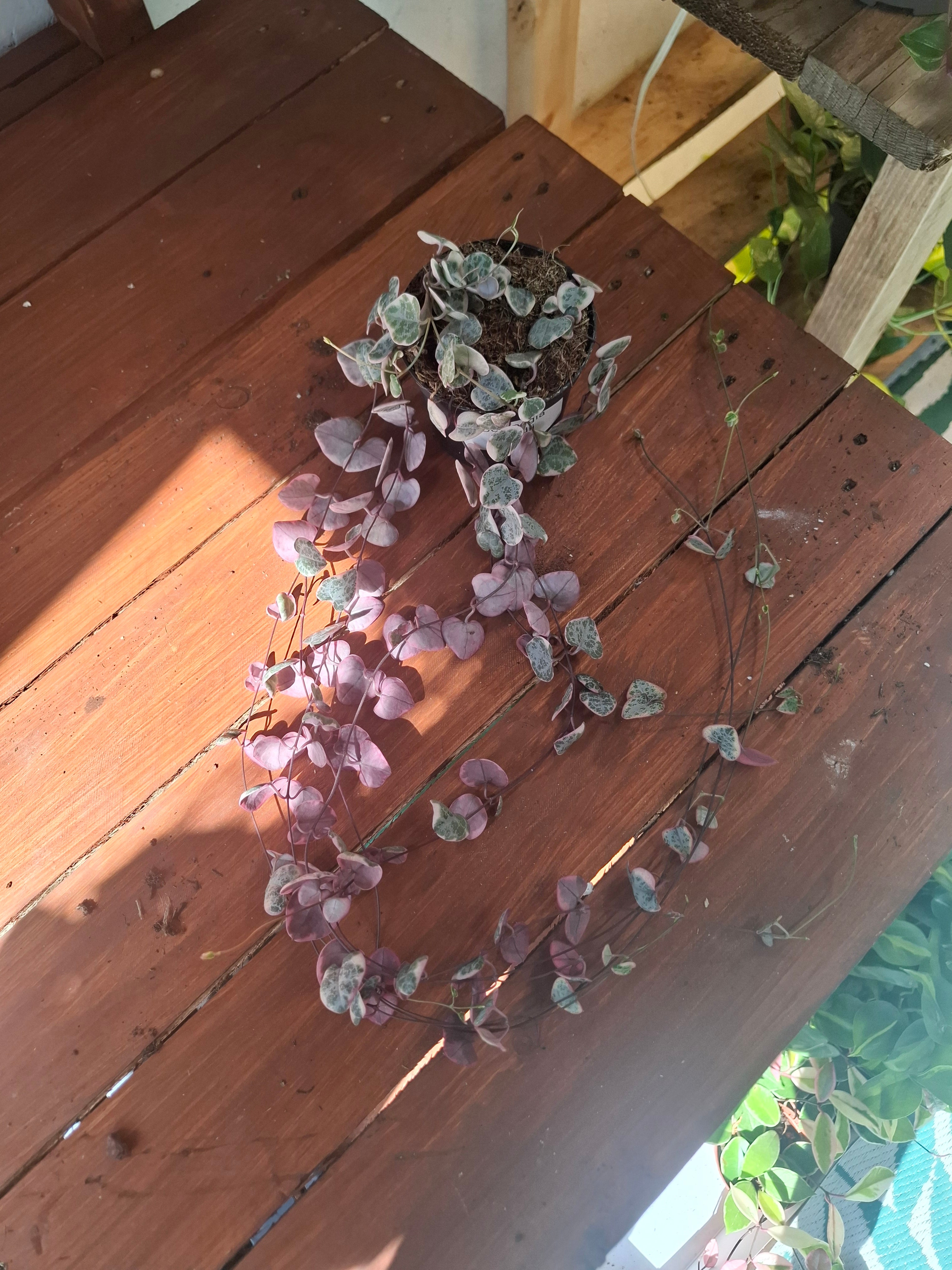 String of Hearts