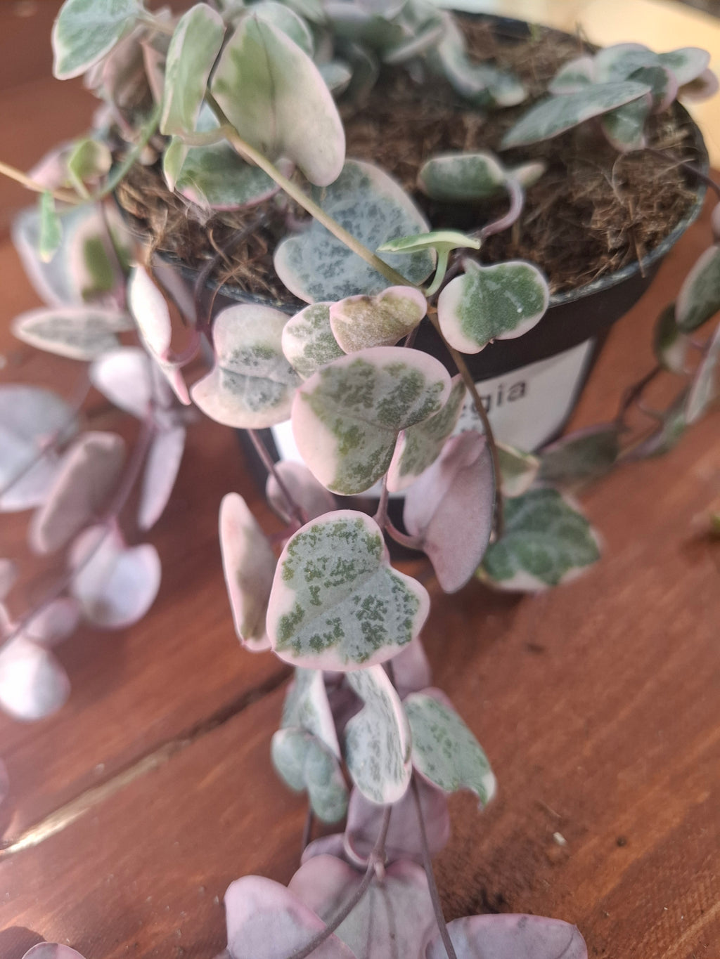 String of Hearts
