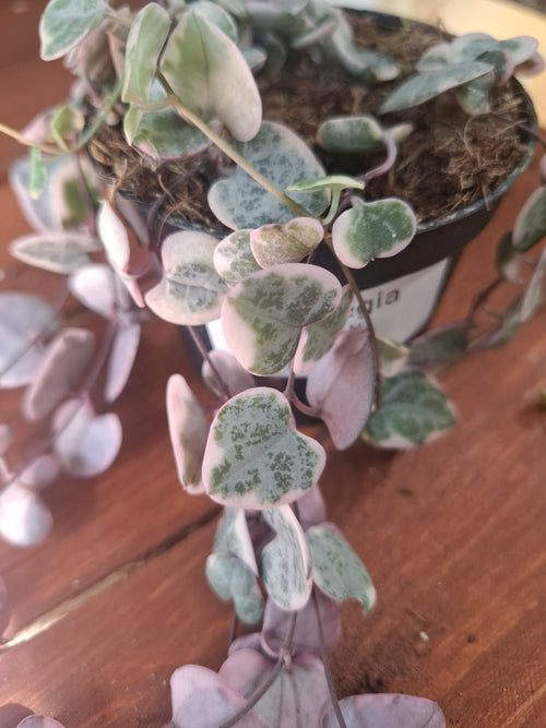 String of Hearts