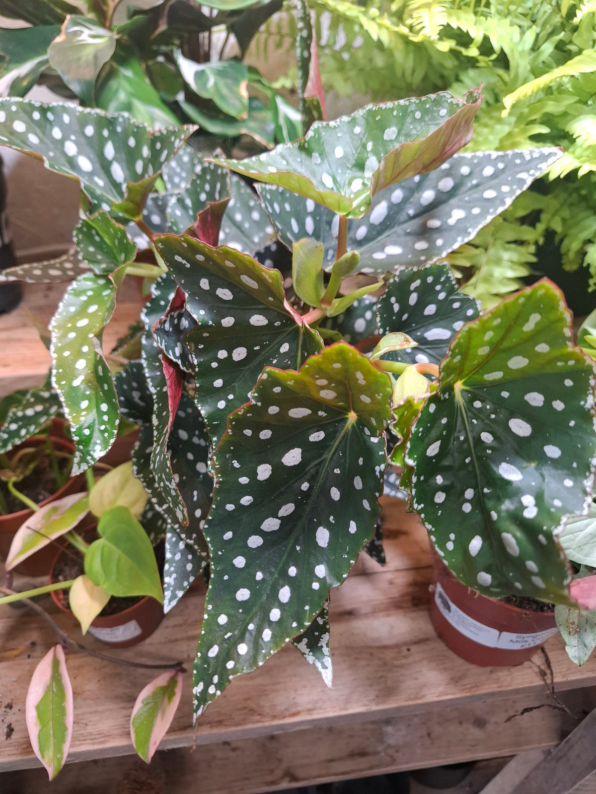 Black Forest 14cm pot