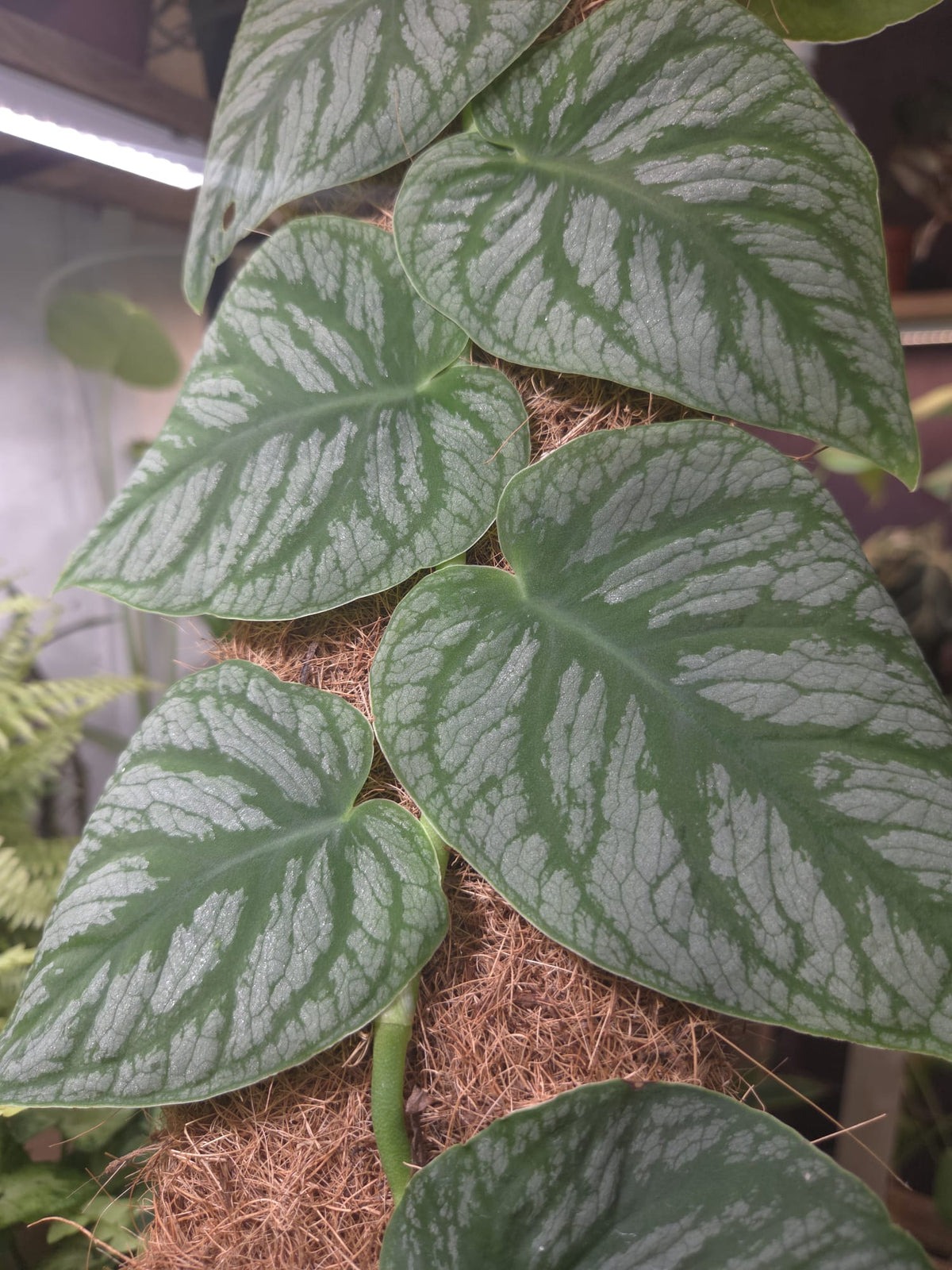 Dubia 14cm pot