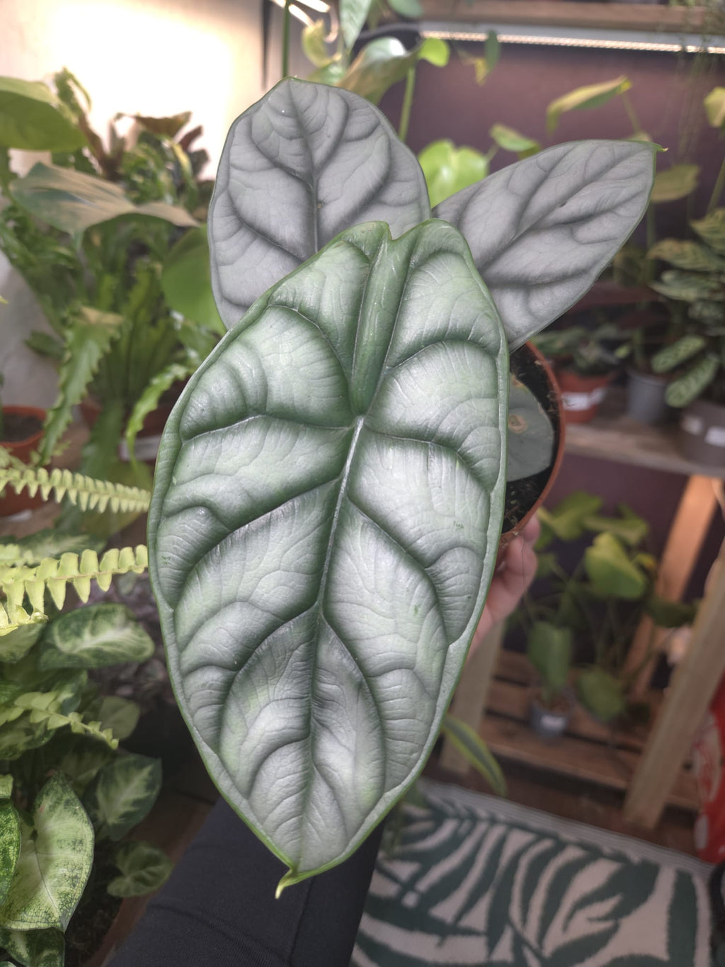 Silver Dragon 12cm pot