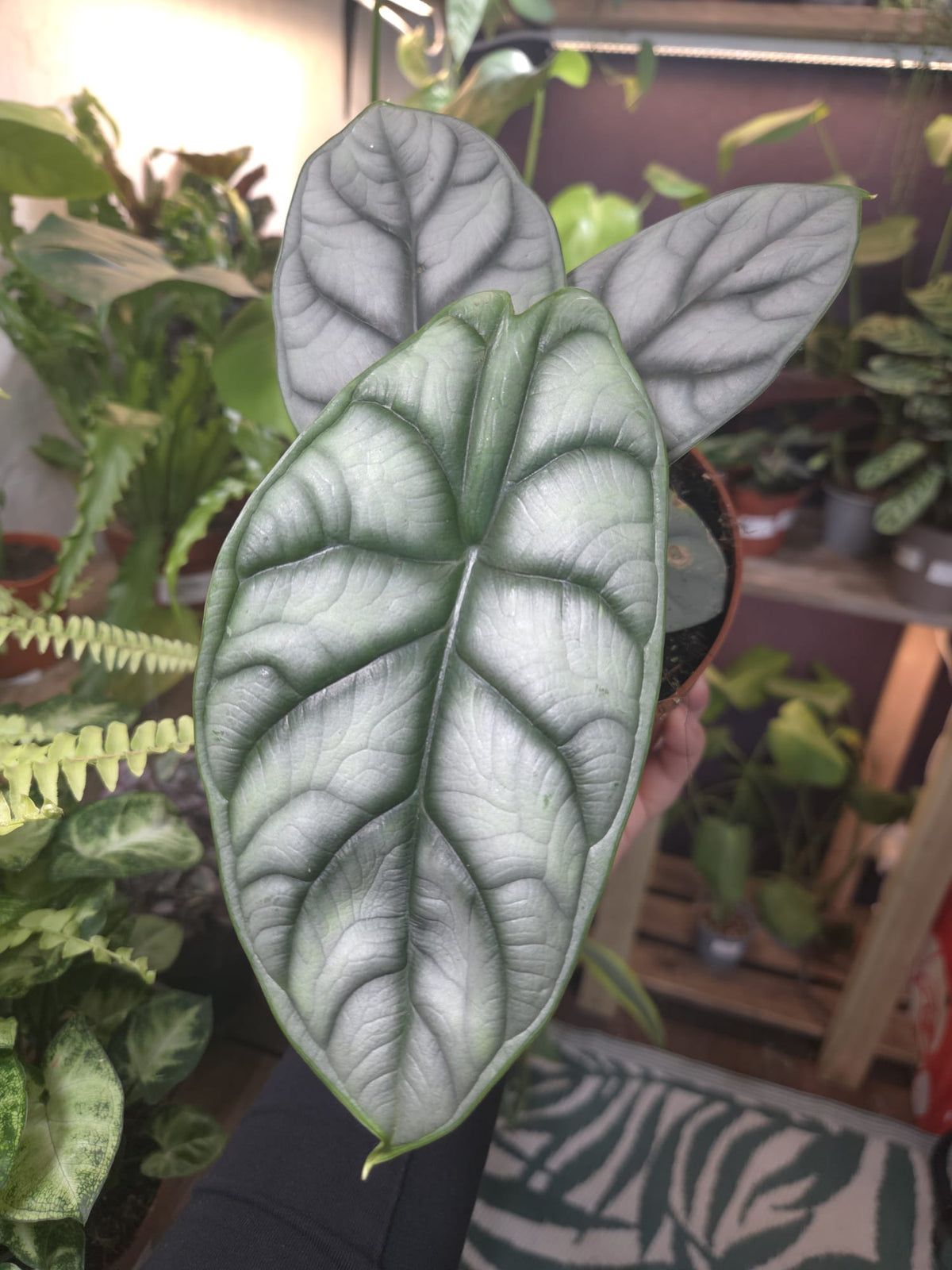 Silver Dragon 12cm pot