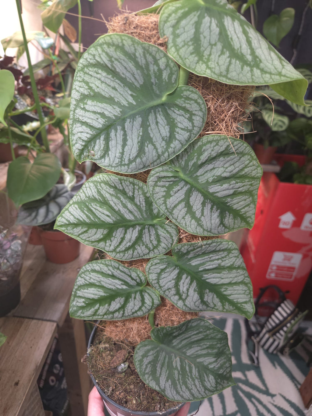 Dubia 14cm pot