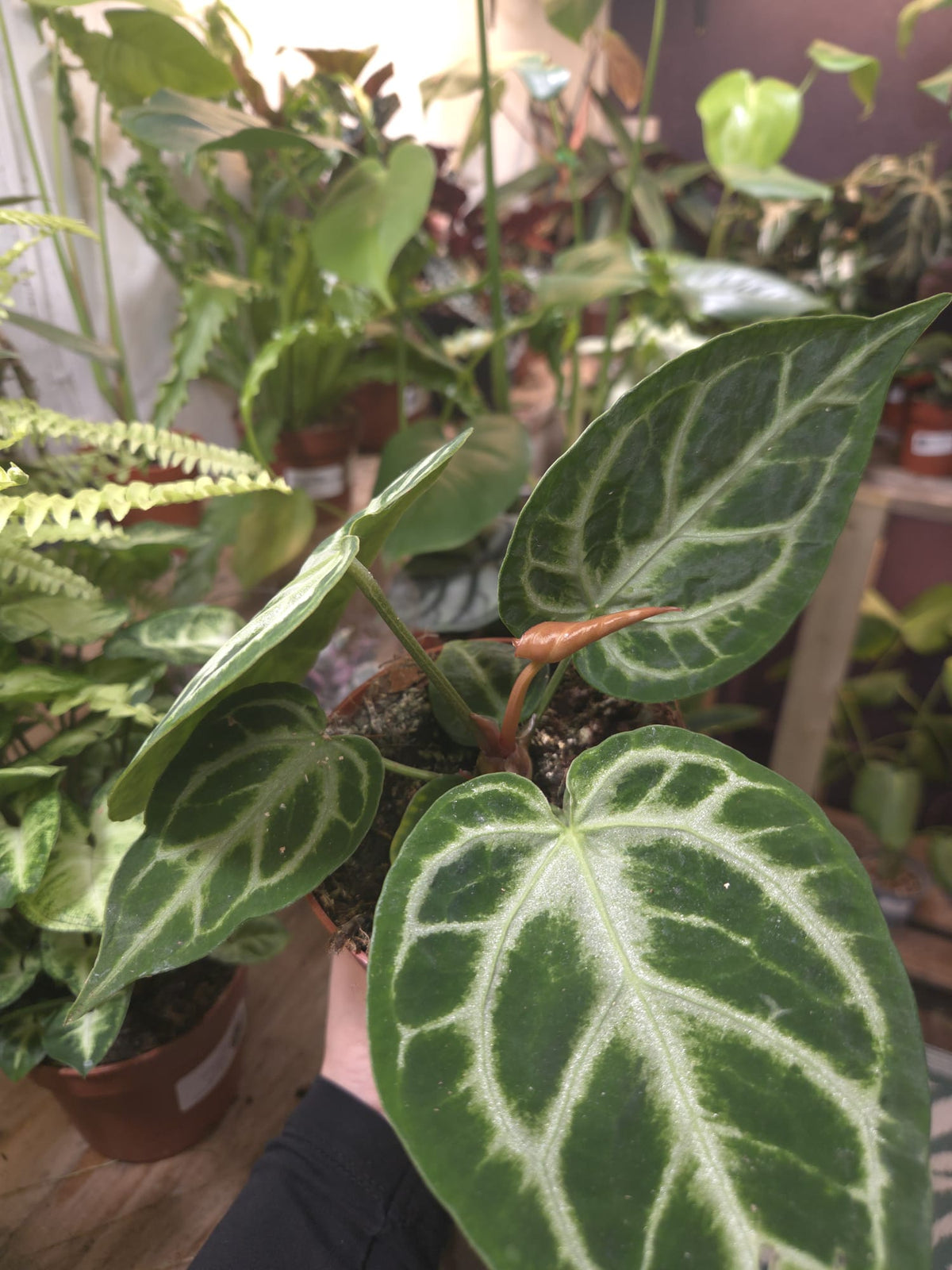 Magnificum 12cm pot