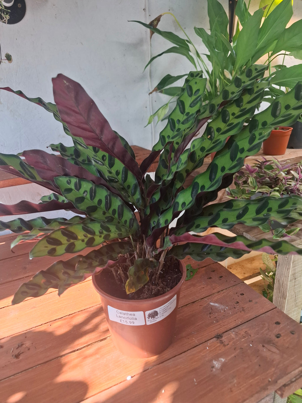 Lancifolia