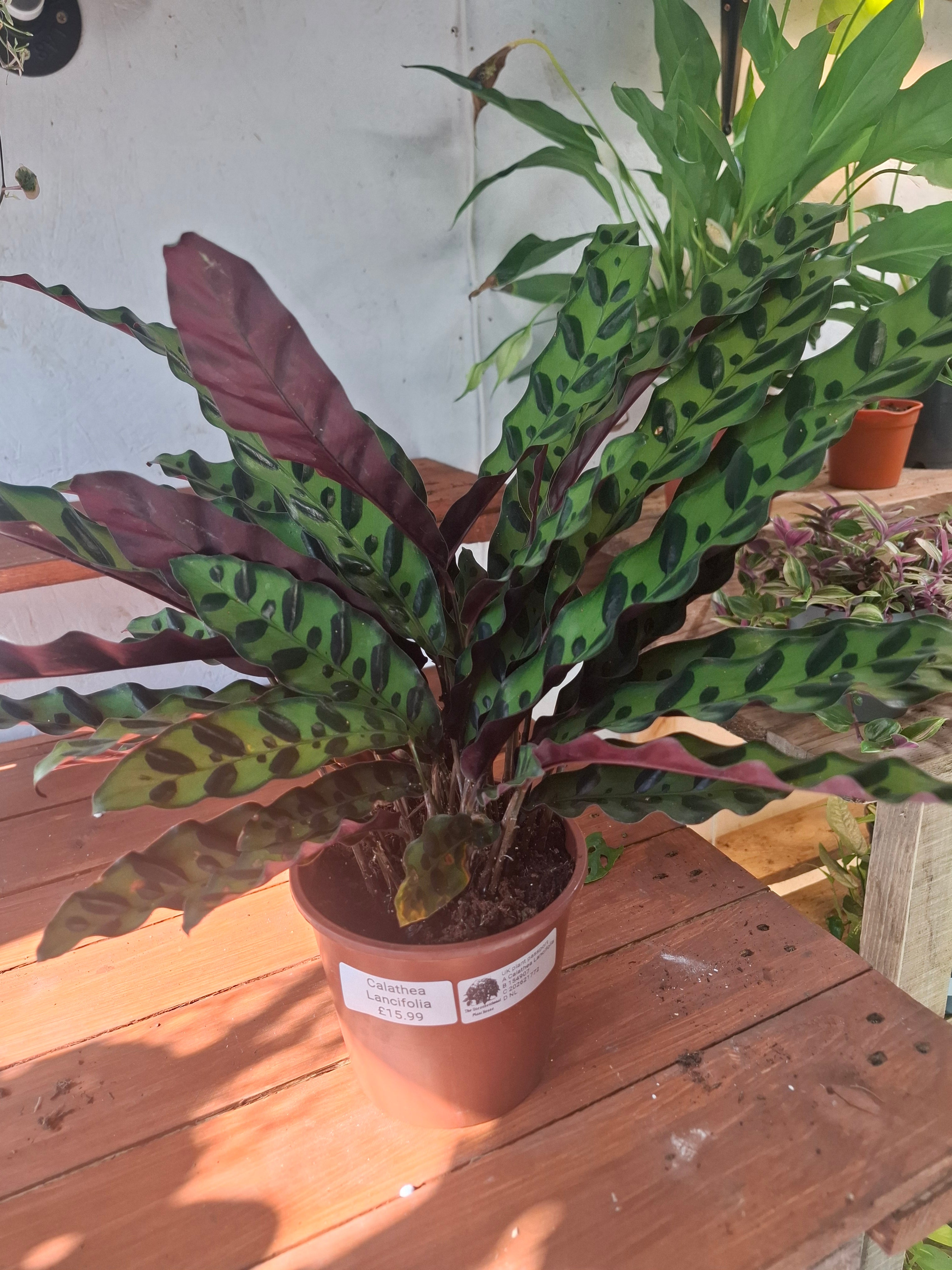 Lancifolia
