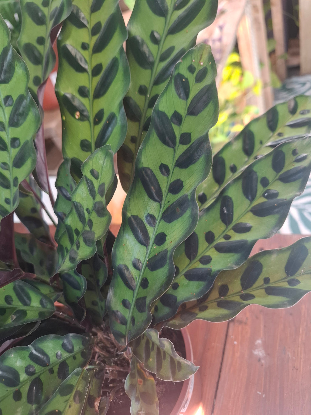 Lancifolia