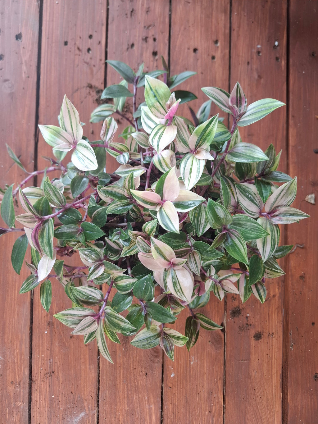 Quadricolor