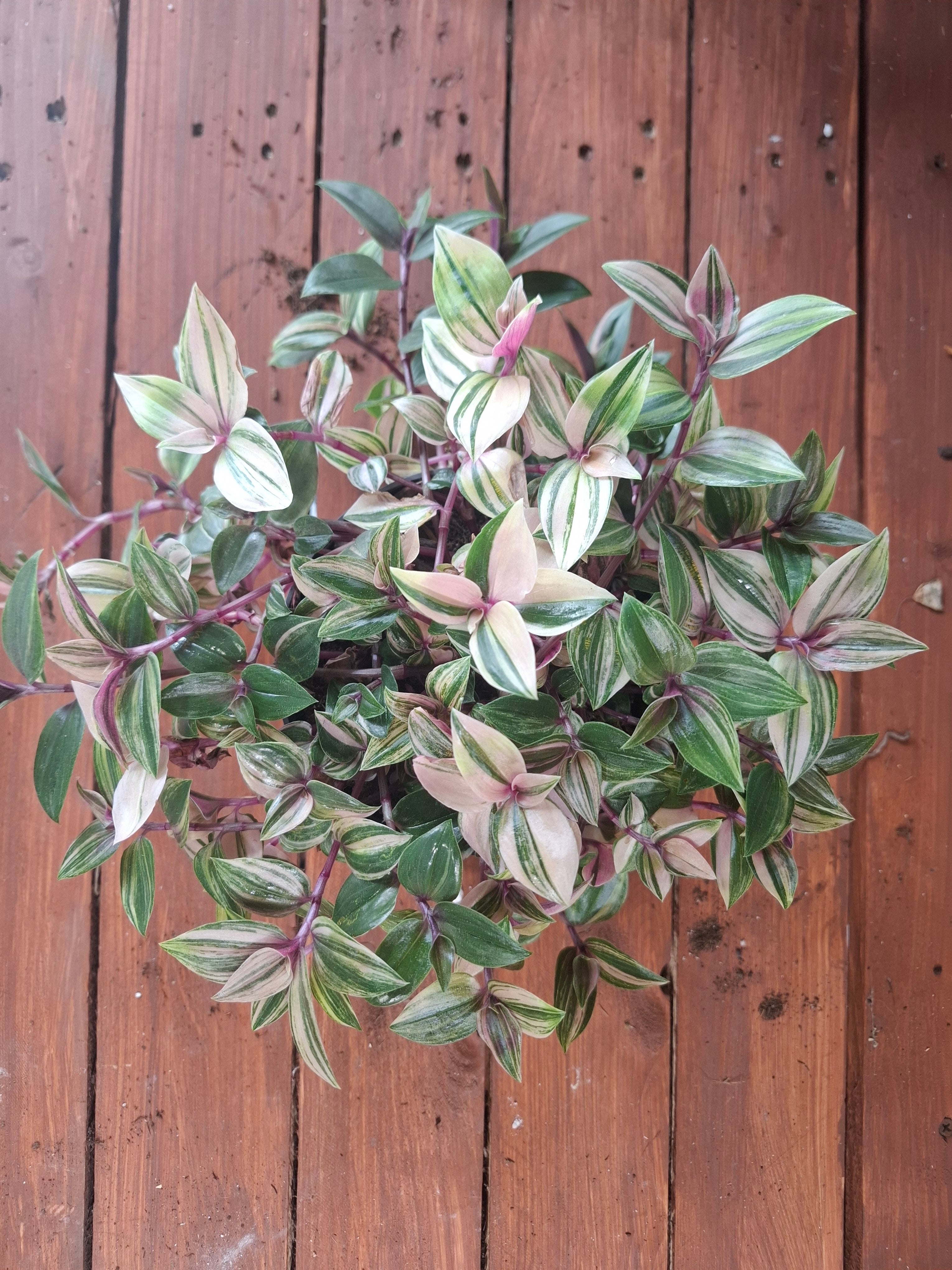 Quadricolor