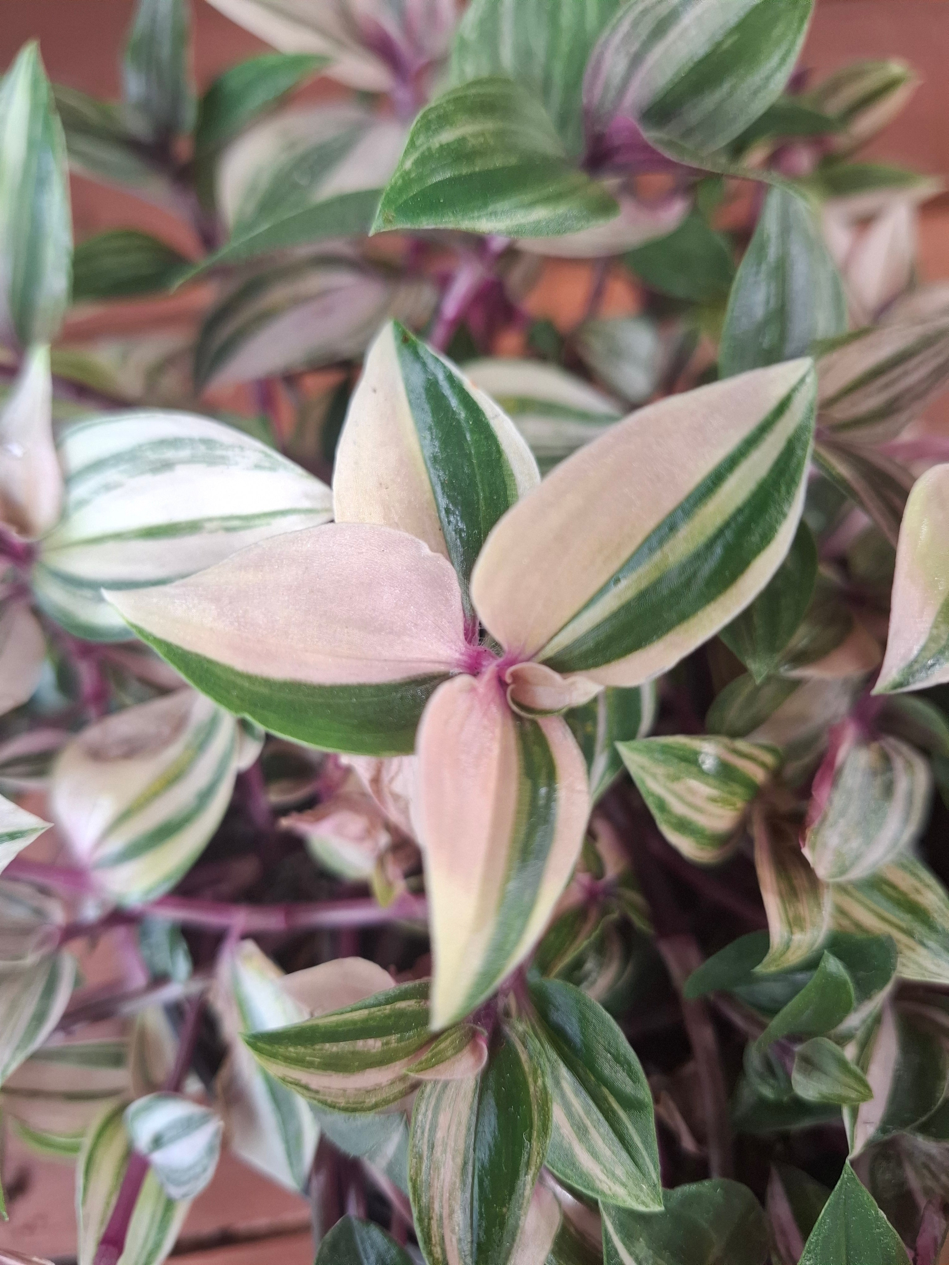 Quadricolor