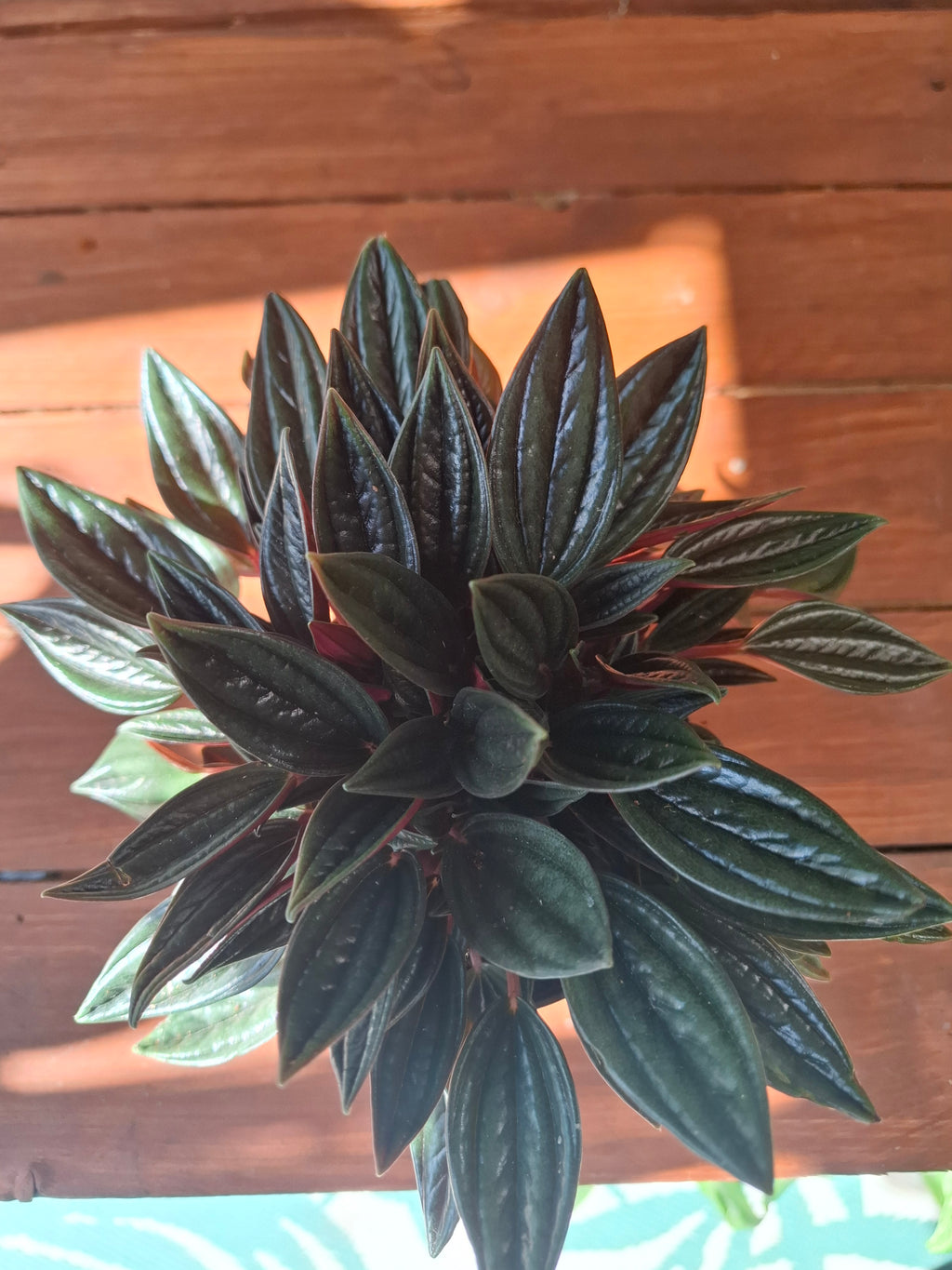Rosso 12cm pot
