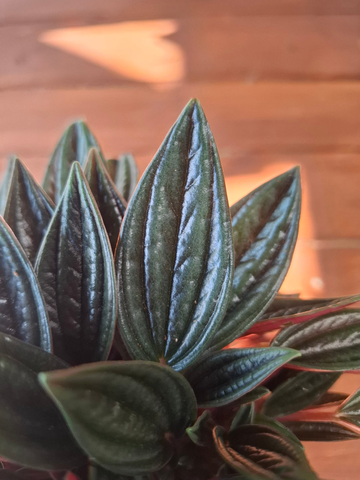 Rosso 12cm pot