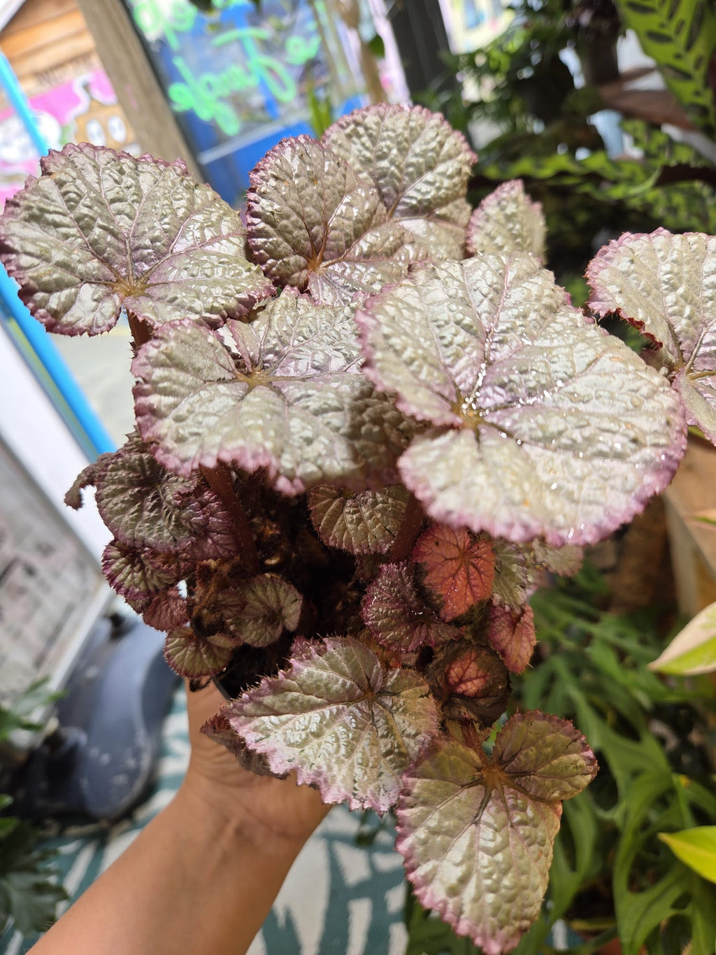 Hawaiian Silver