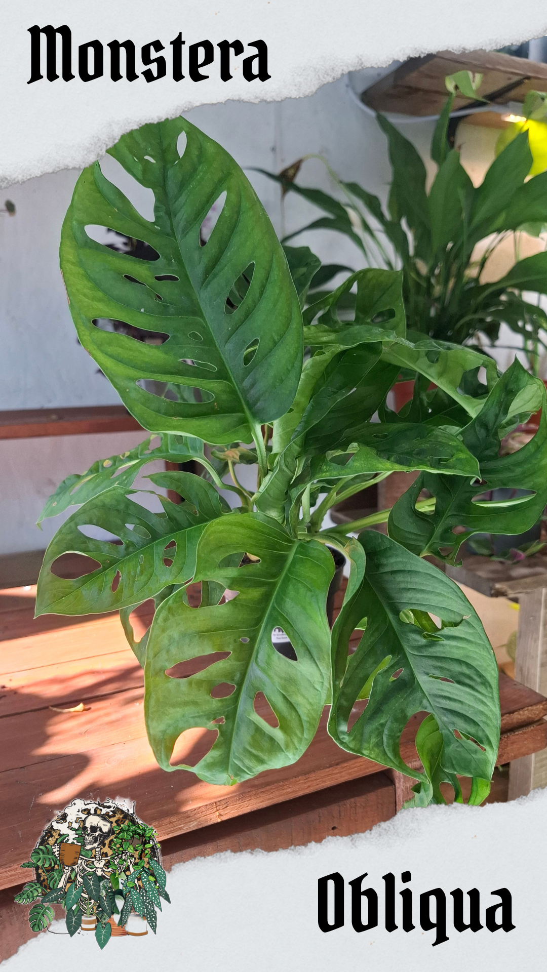 Obliqua