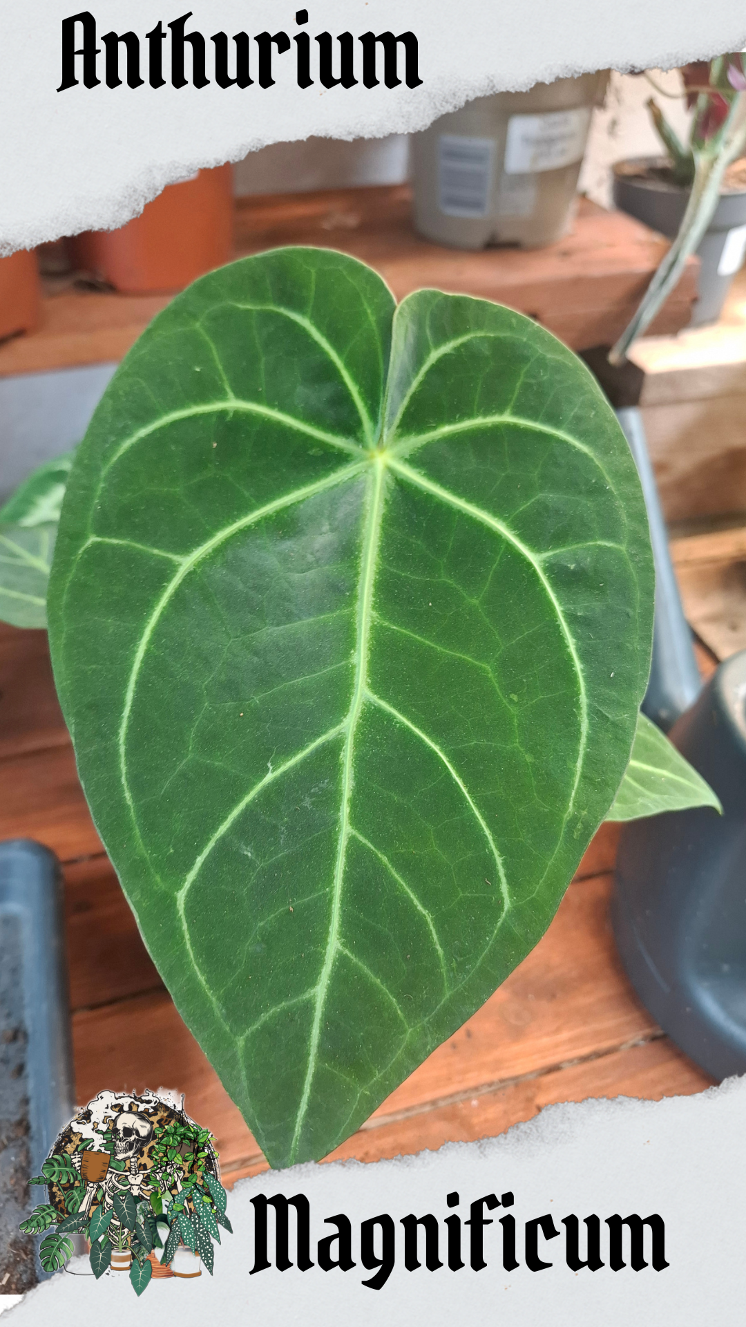 Magnificum 12cm pot