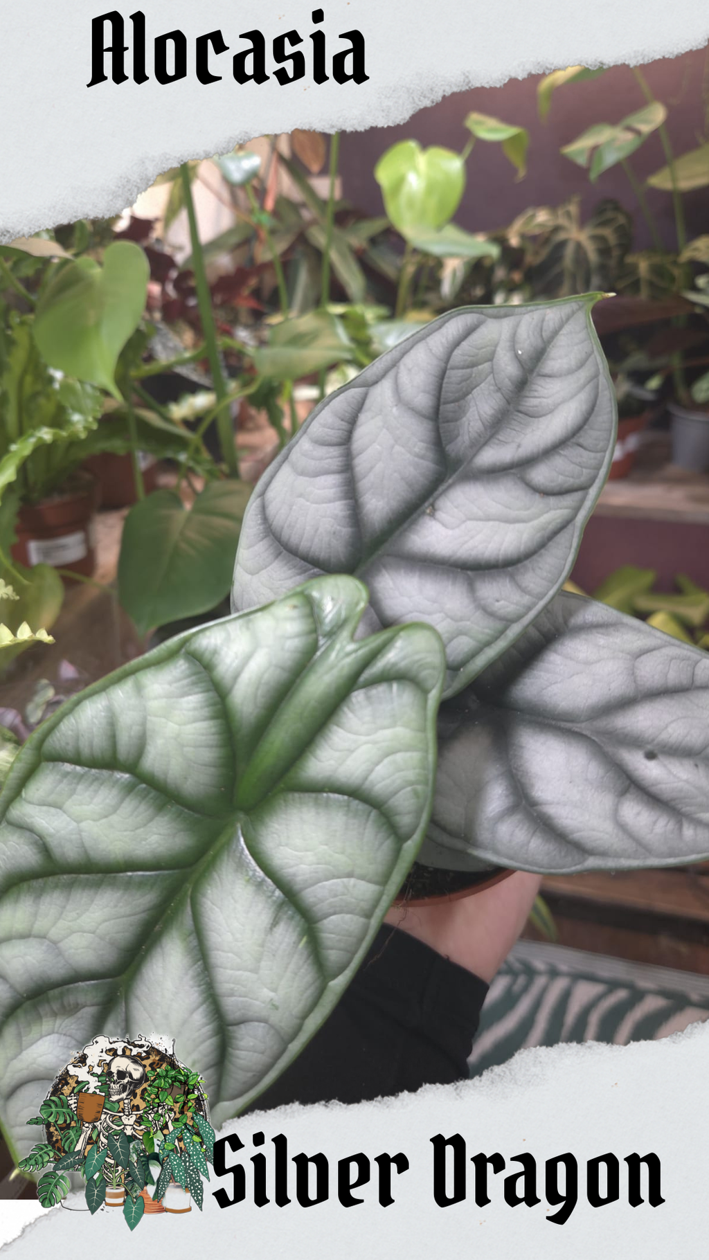 Silver Dragon 12cm pot