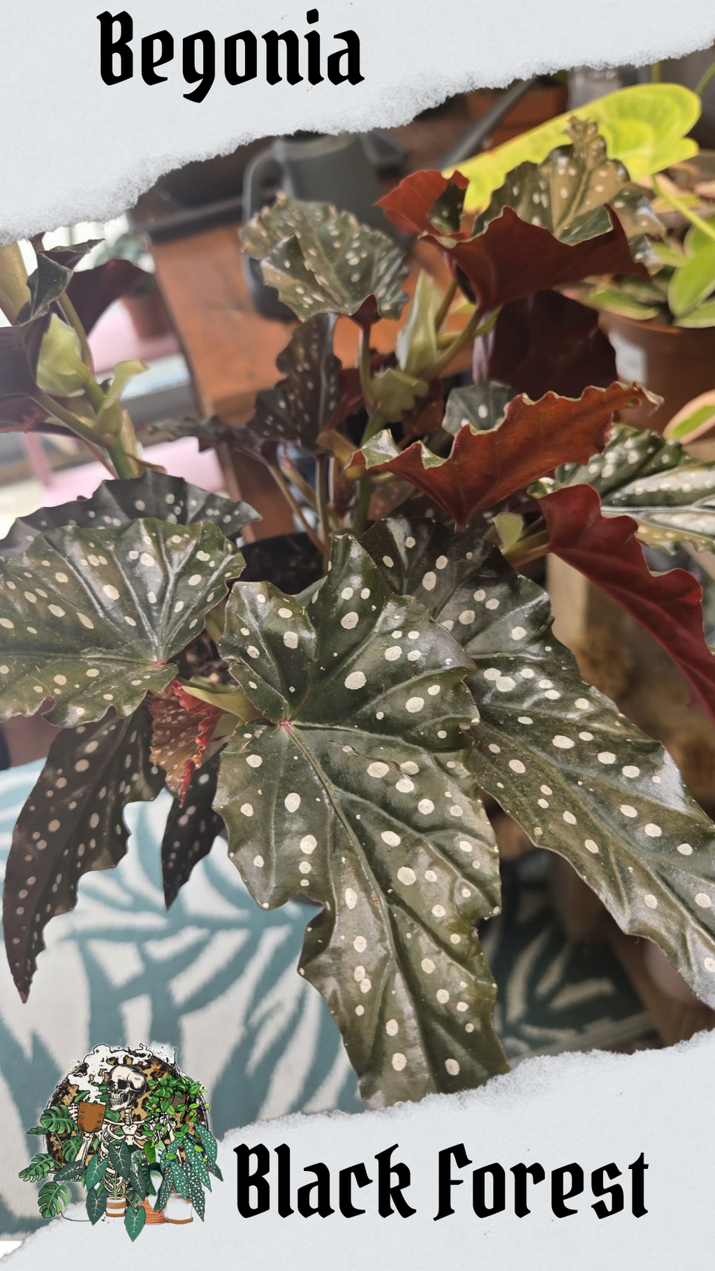 Black Forest 14cm pot