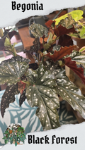 Black Forest 14cm pot