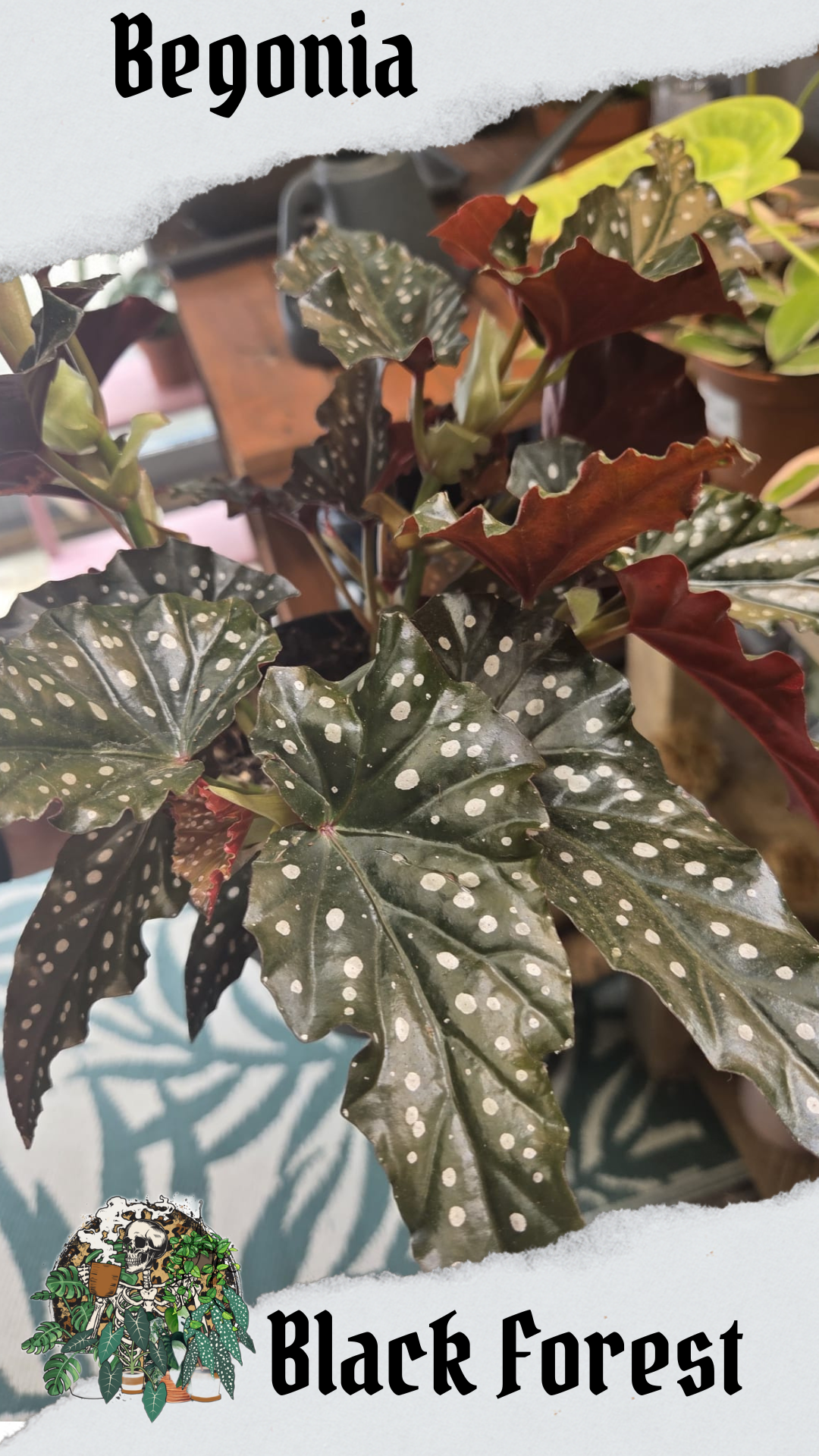 Black Forest 14cm pot