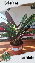 Lancifolia
