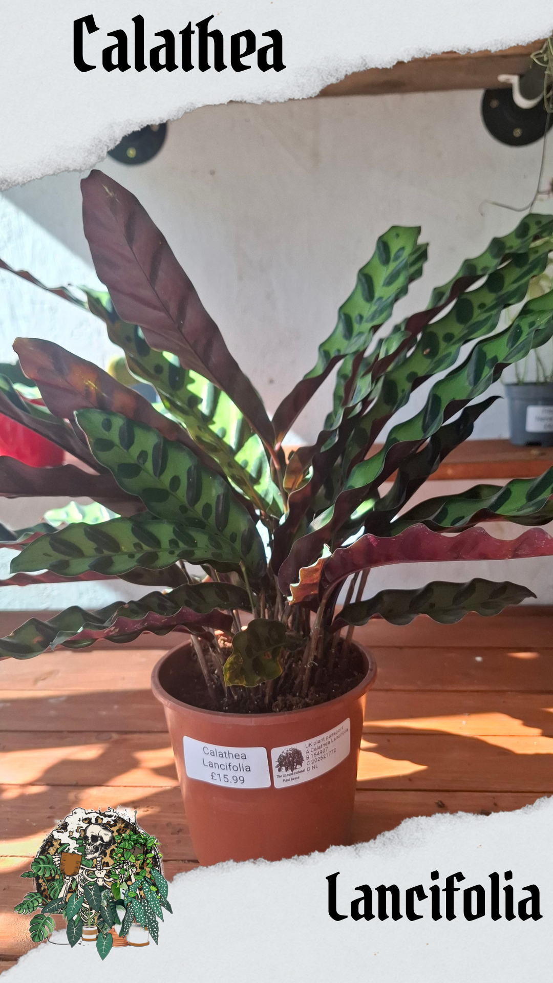 Lancifolia