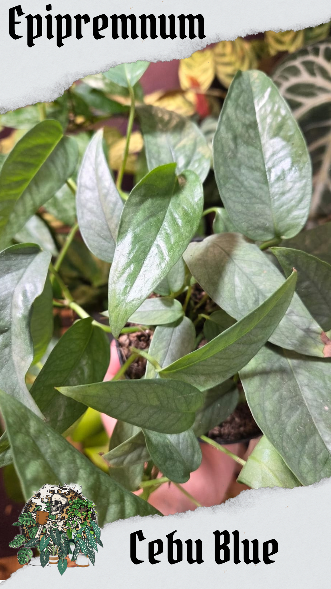 Cebu Blue 12cm pot