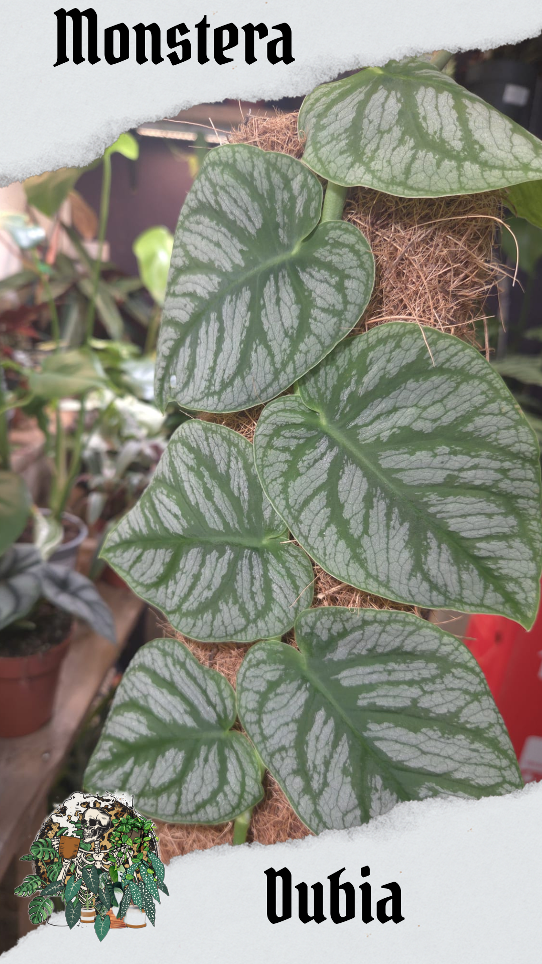 Dubia 14cm pot