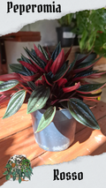 Rosso 12cm pot