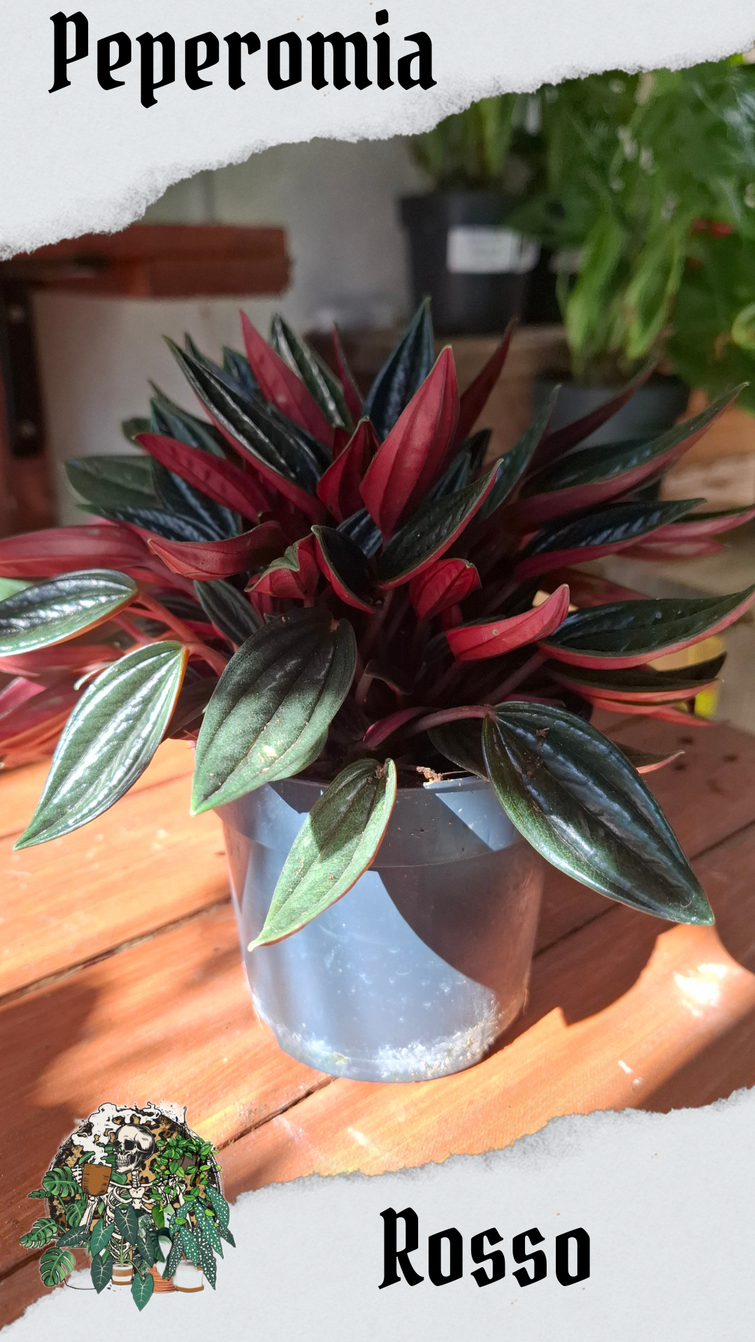 Rosso 12cm pot