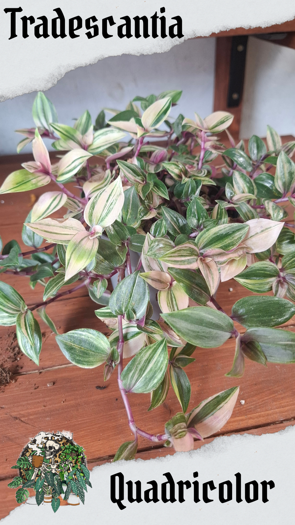 Quadricolor