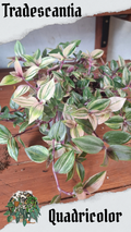 Quadricolor