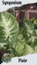 Pixie 12cm pot