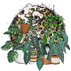 The Unconventional Plant House - Home